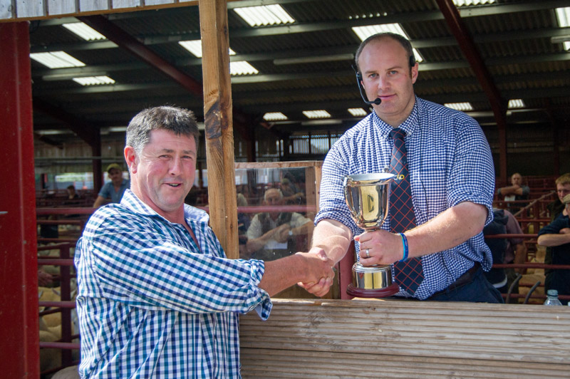 Champion pen of Cheviot Mule ewe lambs