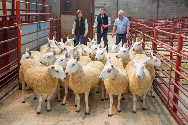 Gimmers from IHG Warden Skelfhill