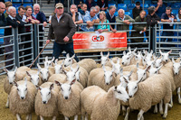 cheviot_mule-02