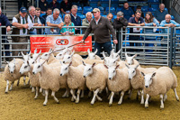 cheviot_mule-03