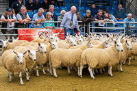cheviot_mule-04