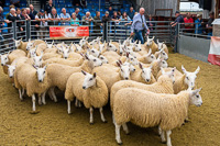 cheviot_mule-05