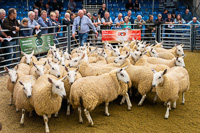 cheviot_mule-06