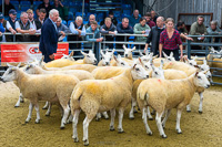 cheviot_mule-19