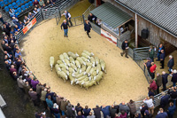 cheviot_mule-20