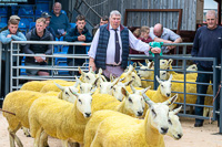 cheviot_mule-25