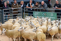 cheviot_mule-26