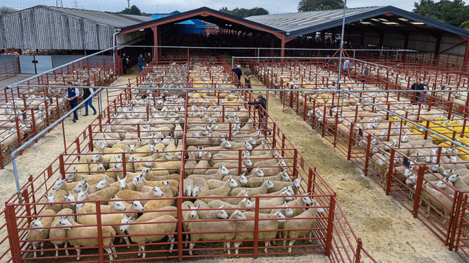 Busy day at Longtown Cheviot Mule Sale