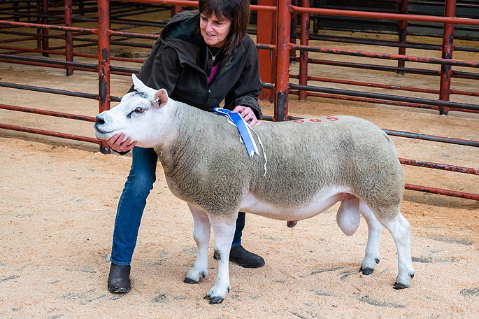Becks ram