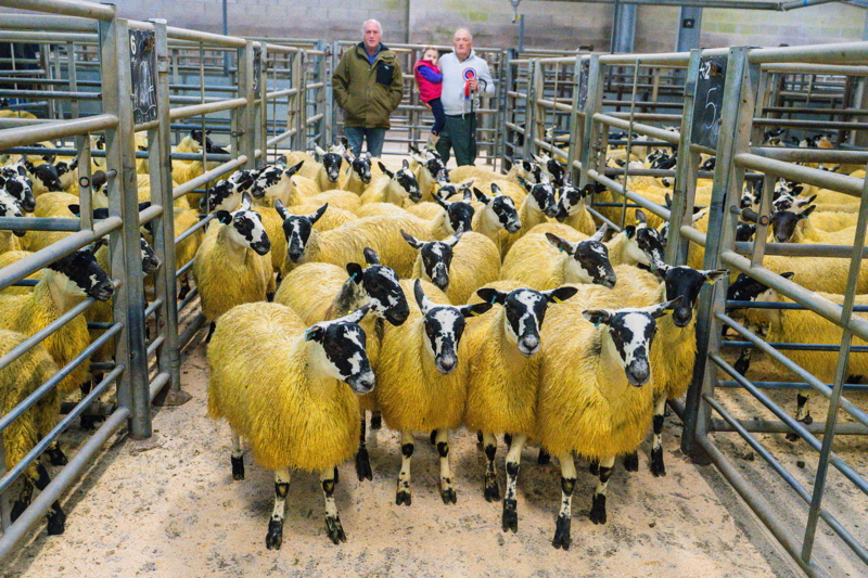 Champion Pen T&T Anderson Guelt Dumfries Scotch Mule Ewe Lambs