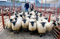 Pen of Blackface Store Lambs