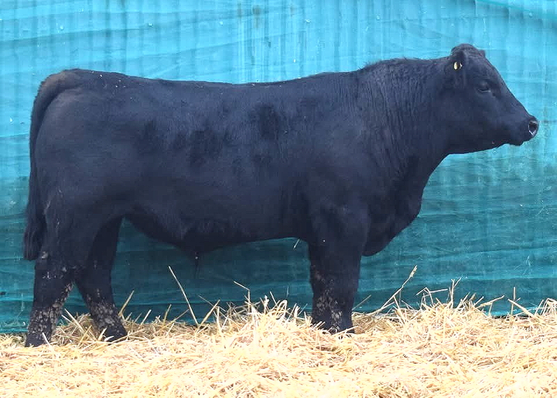 Airies Salvador A315