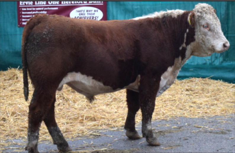 Ervie L1 Advance 243323