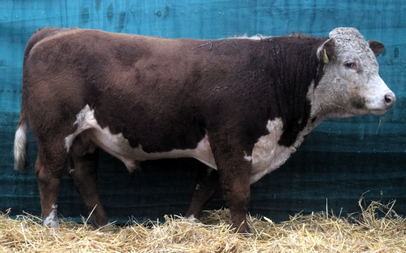 Towford L1 Achievement 333465